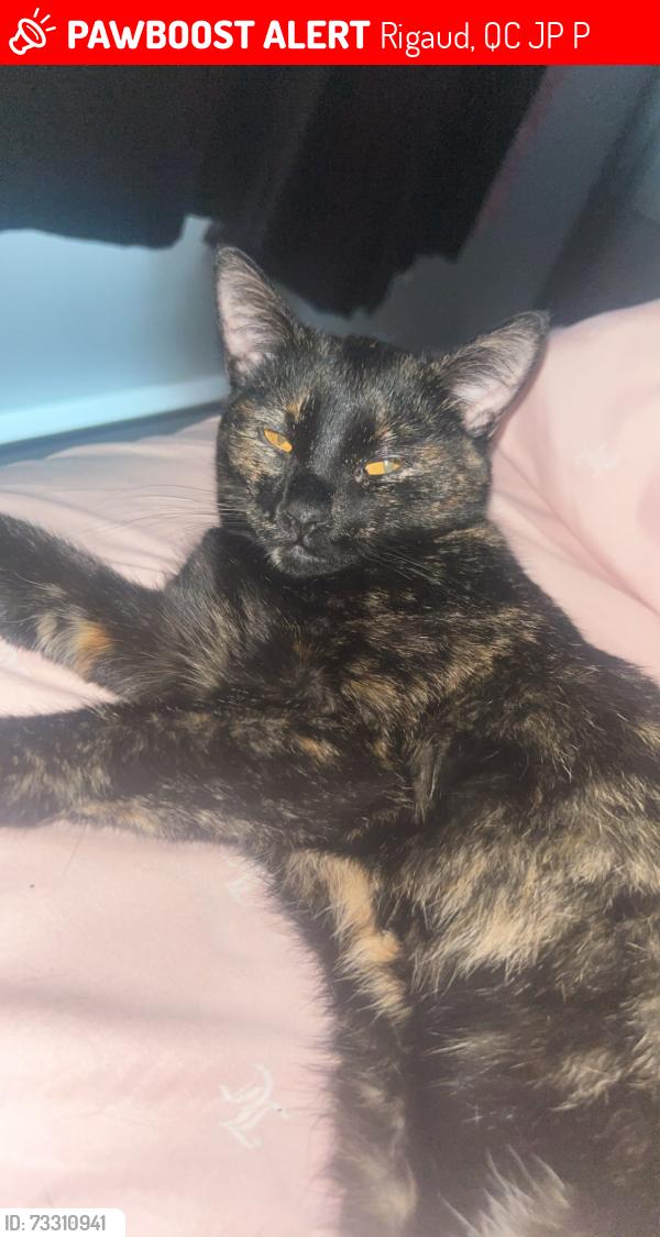 Lost Female Cat last seen Rue du Frère-André Daoust, Rigaud, QC J0P 1P0