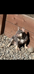 Lost Female Dog last seen Steven’s creek and Maurica, Santa Clara, CA 95051