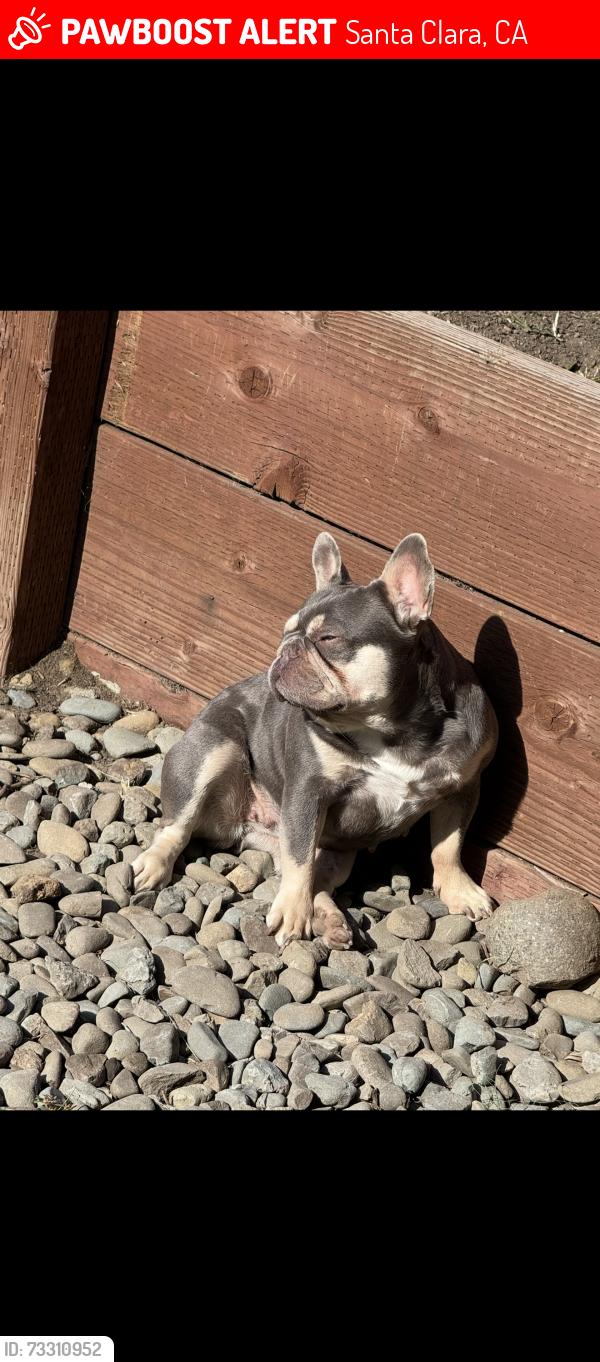 Lost Female Dog last seen Steven’s creek and Maurica, Santa Clara, CA 95051