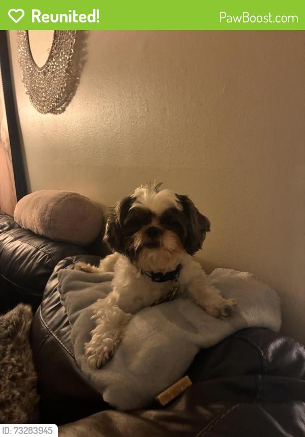 Reunited Male Dog last seen Michael Lane Area, Addison, IL, Addison, IL 60101