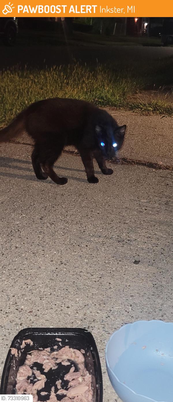 Found/Stray Male Cat last seen Edison apmts, Inkster, MI 48141