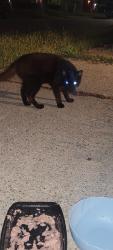 Found/Stray Male Cat last seen Edison apmts, Inkster, MI 48141