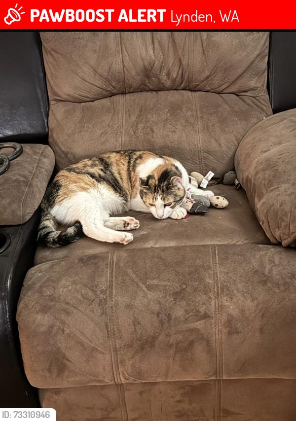 Lost Female Cat last seen VanBuren and halverstick, Lynden, WA 98264