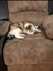 Lost Female Cat last seen VanBuren and halverstick, Lynden, WA 98264