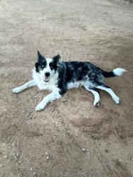 Reunited Male Dog last seen Last seen Sunday night, Monday morning he was gone and my back door was open, Midland, TX 79701