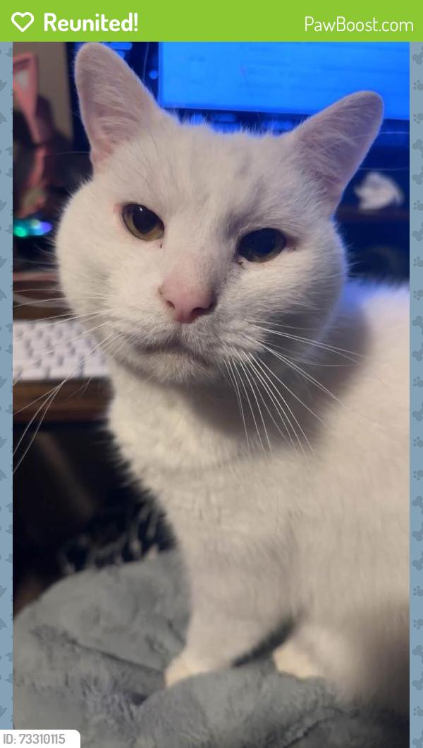 Reunited Male Cat last seen Near Hillcrest circle south ogden Utah, Ogden, UT 84405