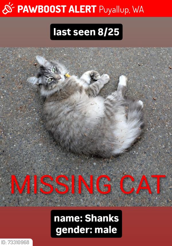 Lost Male Cat last seen 136th & 109th in Puyallup, WA, Puyallup, WA 98374