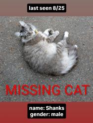 Lost Male Cat last seen 136th & 109th in Puyallup, WA, Puyallup, WA 98374