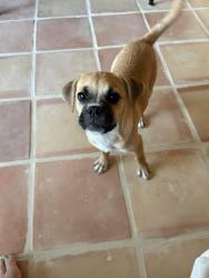 Found/Stray Female Dog last seen Palm oasis Ave & Crystal Springs Dr, Palm Springs, CA 92262