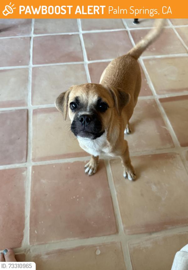 Found/Stray Female Dog last seen Palm oasis Ave & Crystal Springs Dr, Palm Springs, CA 92262