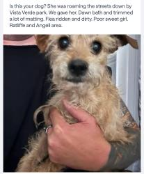 Reunited Female Dog last seen Ratliffe and Angell/Vista Verde Park, Norwalk, CA 90650