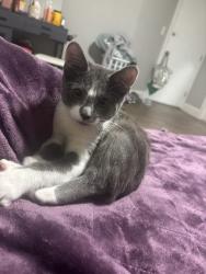 Reunited Male Cat last seen Near Powell St, Oakland, CA 94608, USA, Oakland, CA 94608