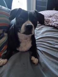 Reunited Male Dog last seen Marmion Way and Pasadena Ave, Los Angeles, CA 90065