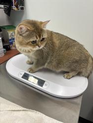 Lost Male Cat last seen Old Lincoln highway, Linconia, PA 19053