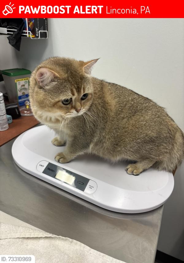 Lost Male Cat last seen Old Lincoln highway, Linconia, PA 19053