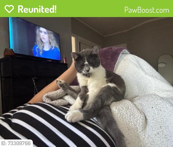 Reunited Male Cat last seen Near Powell St, Oakland, CA 94608, USA, Oakland, CA 94608