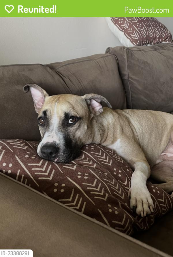 Reunited Male Dog last seen Golf course near Falls of Inverrary, Lauderhill, FL 33319