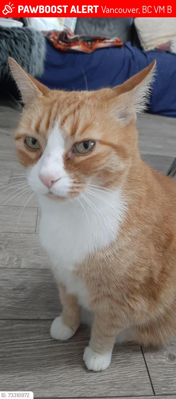 Lost Female Cat last seen E 1st Ave @Lillooet street, Vancouver, BC V5M 1B4
