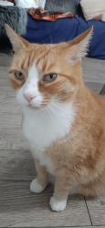 Lost Female Cat last seen E 1st Ave @Lillooet street, Vancouver, BC V5M 1B4