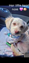 Reunited Female Dog last seen 31st ave & Deer Valley, Phoenix, AZ 85027