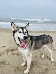 Lost Female Dog last seen Near N 73rd atreet, Scottsdale, AZ 85260