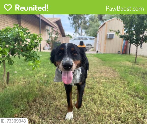 Reunited Male Dog last seen 53rd ave and Piedmont Rd, Phoenix, AZ 85041