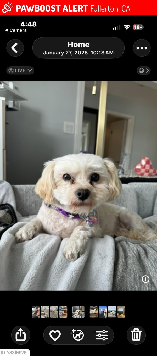 Lost Male Dog last seen Las Palmas and Puente, Fullerton, CA 92835