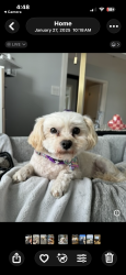Lost Male Dog last seen Las Palmas and Puente, Fullerton, CA 92835