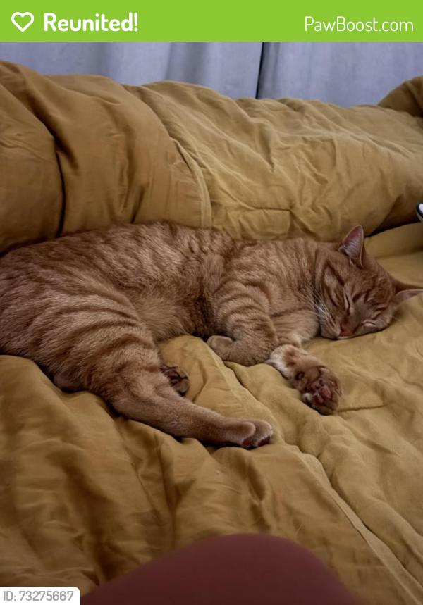 Reunited Male Cat last seen Church and douglas, Ferndale, WA 98248