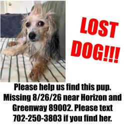 Reunited Female Dog last seen Horizon & Greenway, Henderson, NV 89002