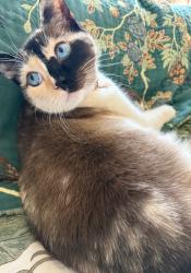 Lost Female Cat last seen Fairview Parkway lake Salish area, Fairview, OR 97024