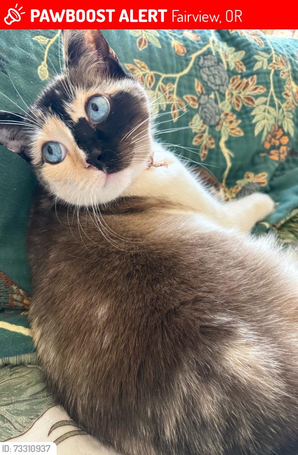 Lost Female Cat last seen Fairview Parkway lake Salish area, Fairview, OR 97024