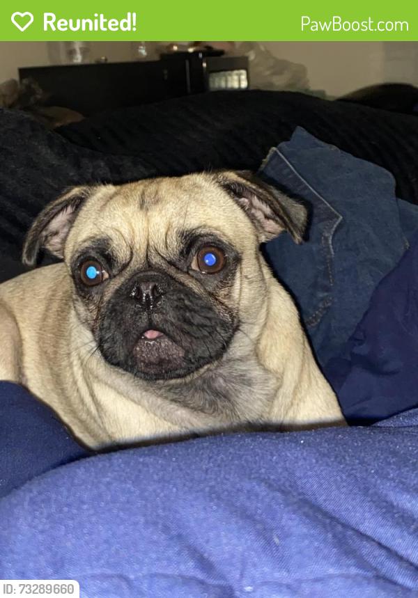 Reunited Female Dog last seen Near w lovers lane, Arlington, TX 76013