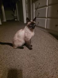 Found/Stray Unknown Cat last seen roosevelt and olive, Fresno, CA 93728
