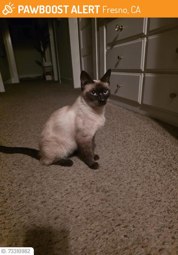 Found/Stray Unknown Cat last seen roosevelt and olive, Fresno, CA 93728