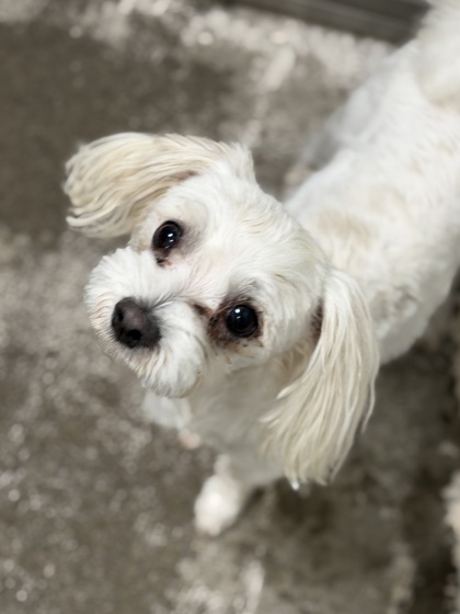 Shelter Stray Male Dog last seen LIMESTONE DR at BLUESTONE CIR, Folsom, CA, 6201 Florin Perkins Rd, Sacramento, CA 95828, USA