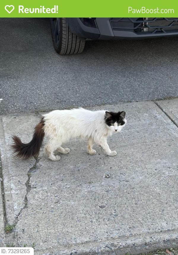 Reunited Female Cat last seen Ave Émile-Journault, Montréal, QC H2M 1S1