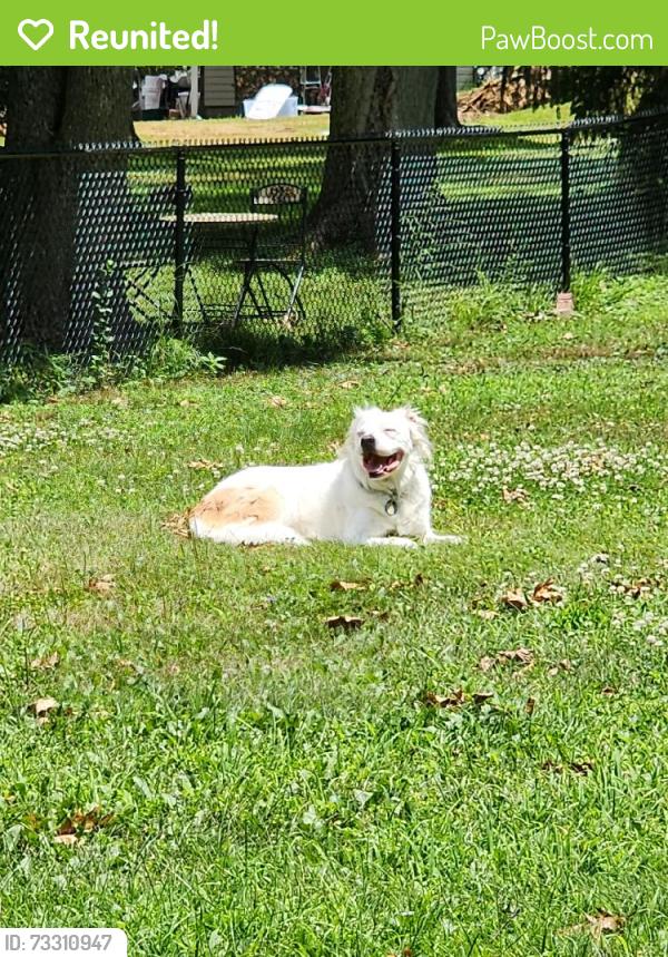 Reunited Male Dog last seen Near Harrington Ave, Youngstown, OH 44512, USA, Youngstown, OH 44512