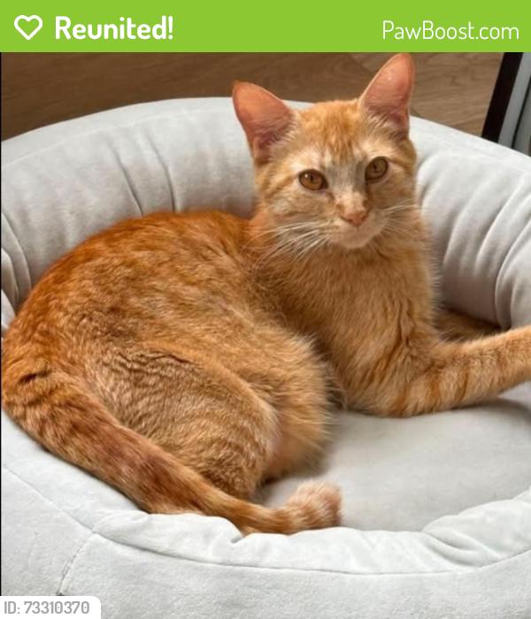 Reunited Female Cat last seen University of alberta farm, Edmonton, AB T6H 3S4