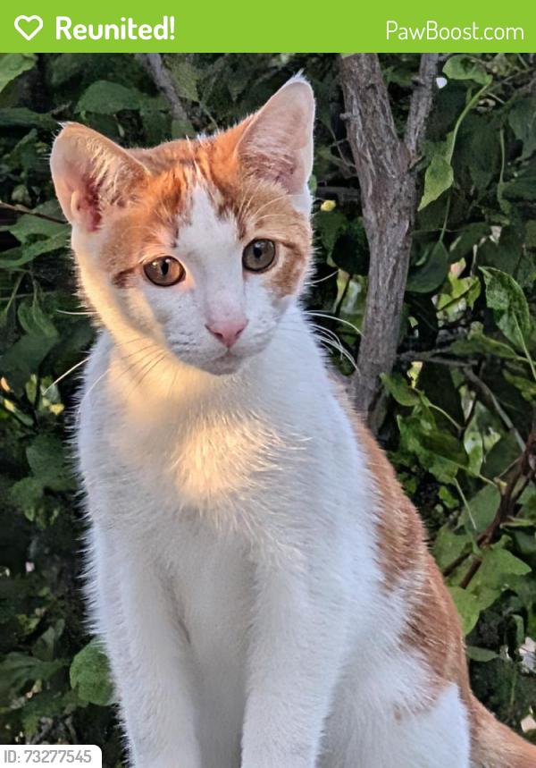 Reunited Male Cat last seen 29th St, Richmond, CA 94804, USA, Richmond, CA 94804