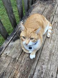 Lost Male Cat last seen Hobson Rd, Anderson, SC 29621