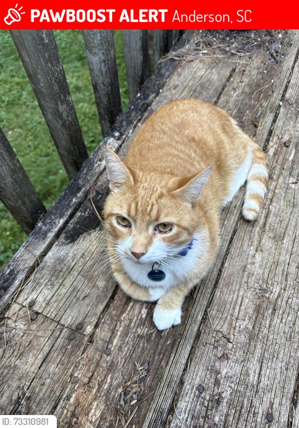 Lost Male Cat last seen Hobson Rd, Anderson, SC 29621