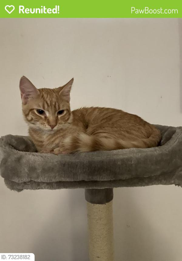 Reunited Male Cat last seen Front range and Bryant Court, Denver, CO 80234