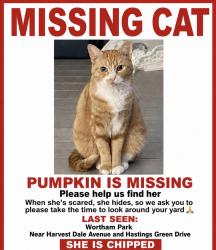 Lost Female Cat last seen Harvest Dale Avenue and Hastings Green Drive, Wortham Park, TX 77065