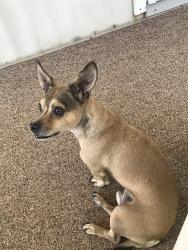 Reunited Male Dog last seen Sierra lakes mobile park, Rocklin, CA 95677