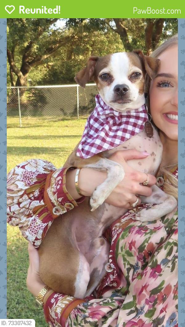 Reunited Male Dog last seen E X St, Meadowlark, Deer Park, TX 77536