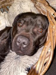 Lost Male Dog last seen Lambeth place and Odessa st, St Kilda, VIC 3182