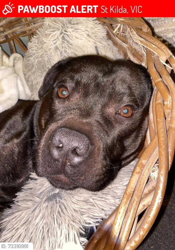 Lost Male Dog last seen Lambeth place and Odessa st, St Kilda, VIC 3182