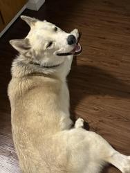 Reunited Male Dog last seen In Sun Valley at the Sun Valley Youth Center, Denver, CO 80204