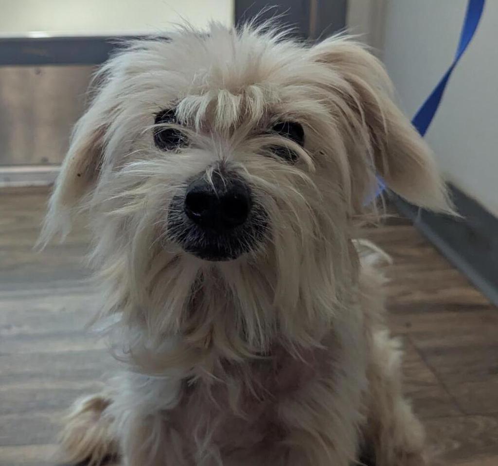 Shelter Stray Male Dog last seen Arista Street, San Diego, CA, 92110, 5500 Gaines St, San Diego, CA 92110, USA